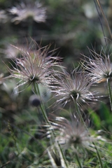 Pulsatilla grandis