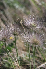 Pulsatilla grandis