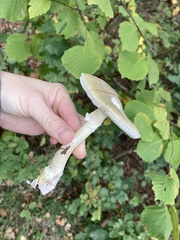 Amanita phalloides
