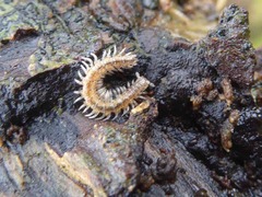 Brachydesmus superus