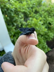 Melanodes anthracitaria