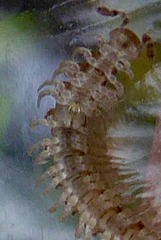 Brachydesmus superus