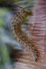 Brachydesmus superus