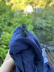 Melanodes anthracitaria