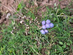 Ageratum houstonianum