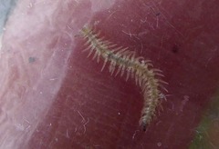 Brachydesmus superus