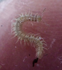 Brachydesmus superus