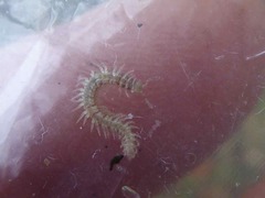 Brachydesmus superus