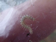 Brachydesmus superus