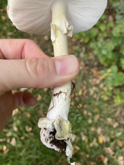 Amanita phalloides