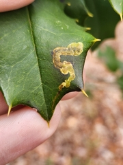 Phytomyza ilicicola