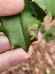Phytomyza ilicicola