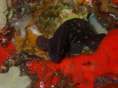 Rypticus bicolor