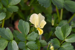 Viola munbyana