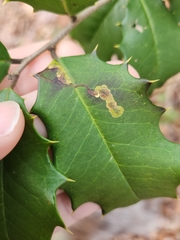 Phytomyza ilicicola