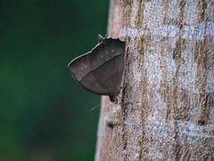Taygetis rufomarginata