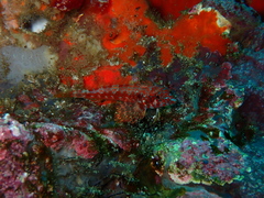 Lepidonectes corallicola