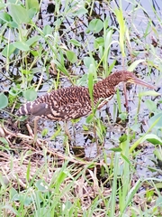Tigrisoma