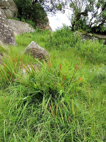 Crocosmia paniculata image