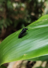 Pachylostictinae