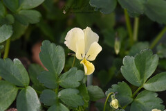 Viola munbyana