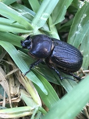 Archophileurus