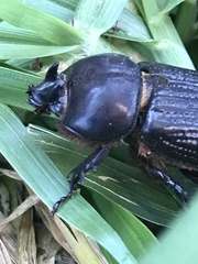 Archophileurus
