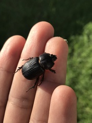 Archophileurus