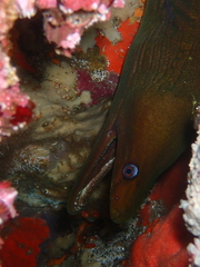 Gymnothorax castaneus