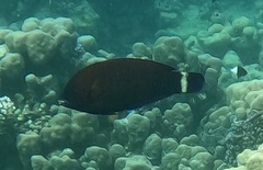 Pseudodax moluccanus