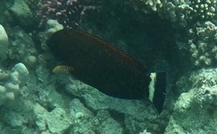 Pseudodax moluccanus