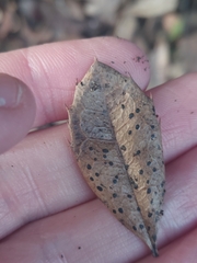 Ceuthospora mahoniae