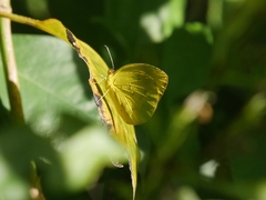 Pyrisitia dina