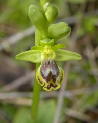 Ophrys lutea galilaea
