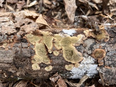 Dentocorticium portoricense