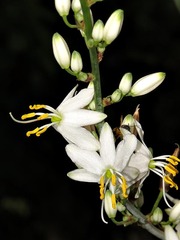 Chlorophytum krookianum