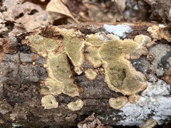 Dentocorticium portoricense