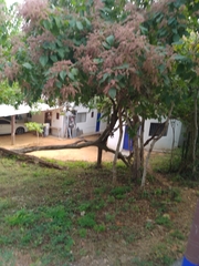 Heliocarpus pallidus