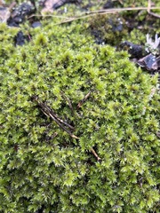 Racomitrium aciculare