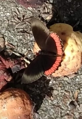 Biblis hyperia nectanabis
