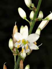 Chlorophytum krookianum