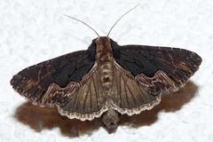 Dypterygia scabriuscula