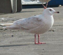 Larus glaucoides kumlieni