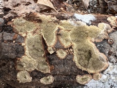 Dentocorticium portoricense