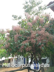 Heliocarpus pallidus