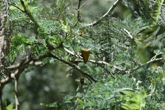 Heteronympha paradelpha