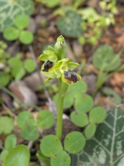 Ophrys lutea galilaea