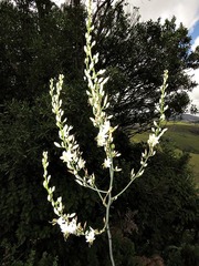 Chlorophytum krookianum