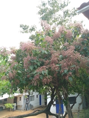Heliocarpus pallidus
