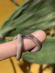 Tantilla